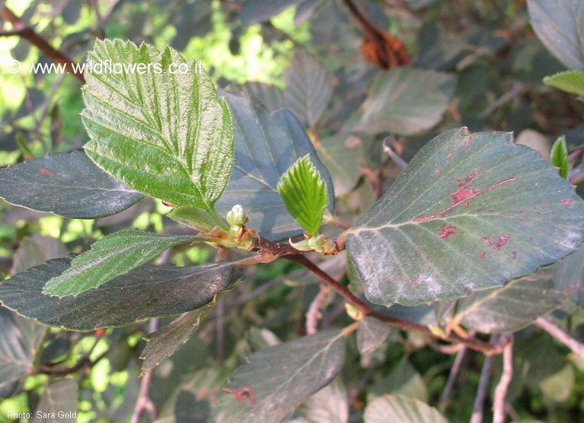 Cercocarpus traskiae