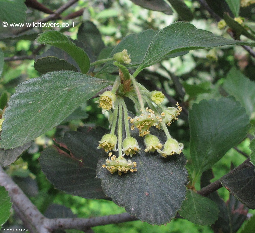 Cercocarpus traskiae