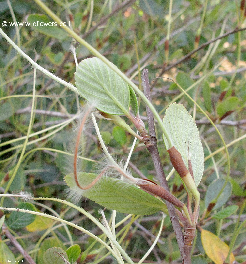 Cercocarpus traskiae