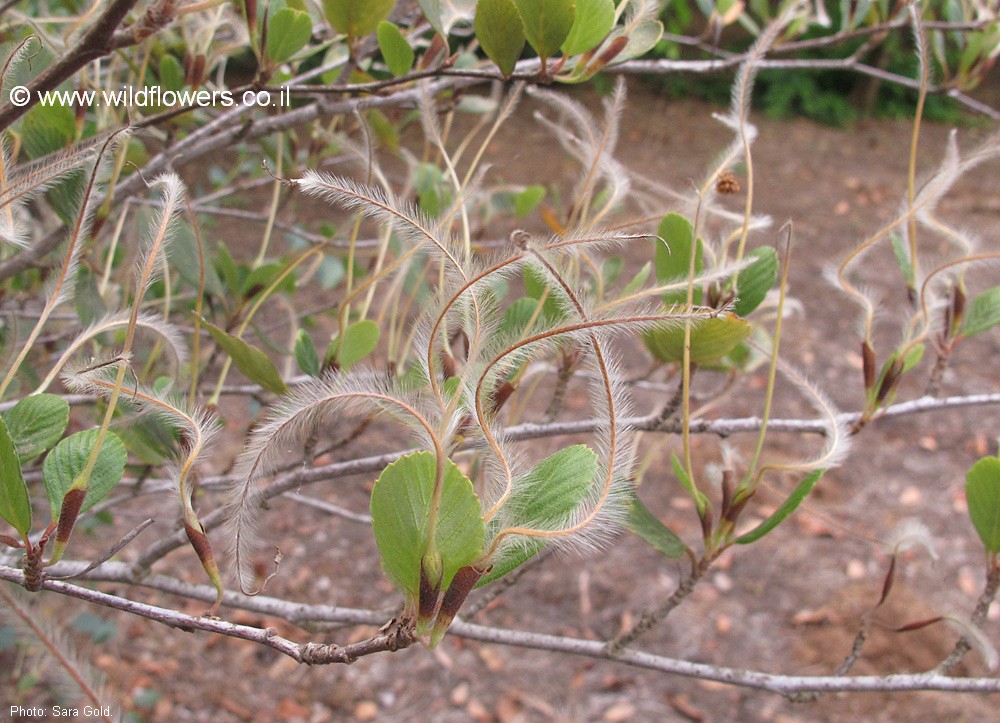 Cercocarpus traskiae