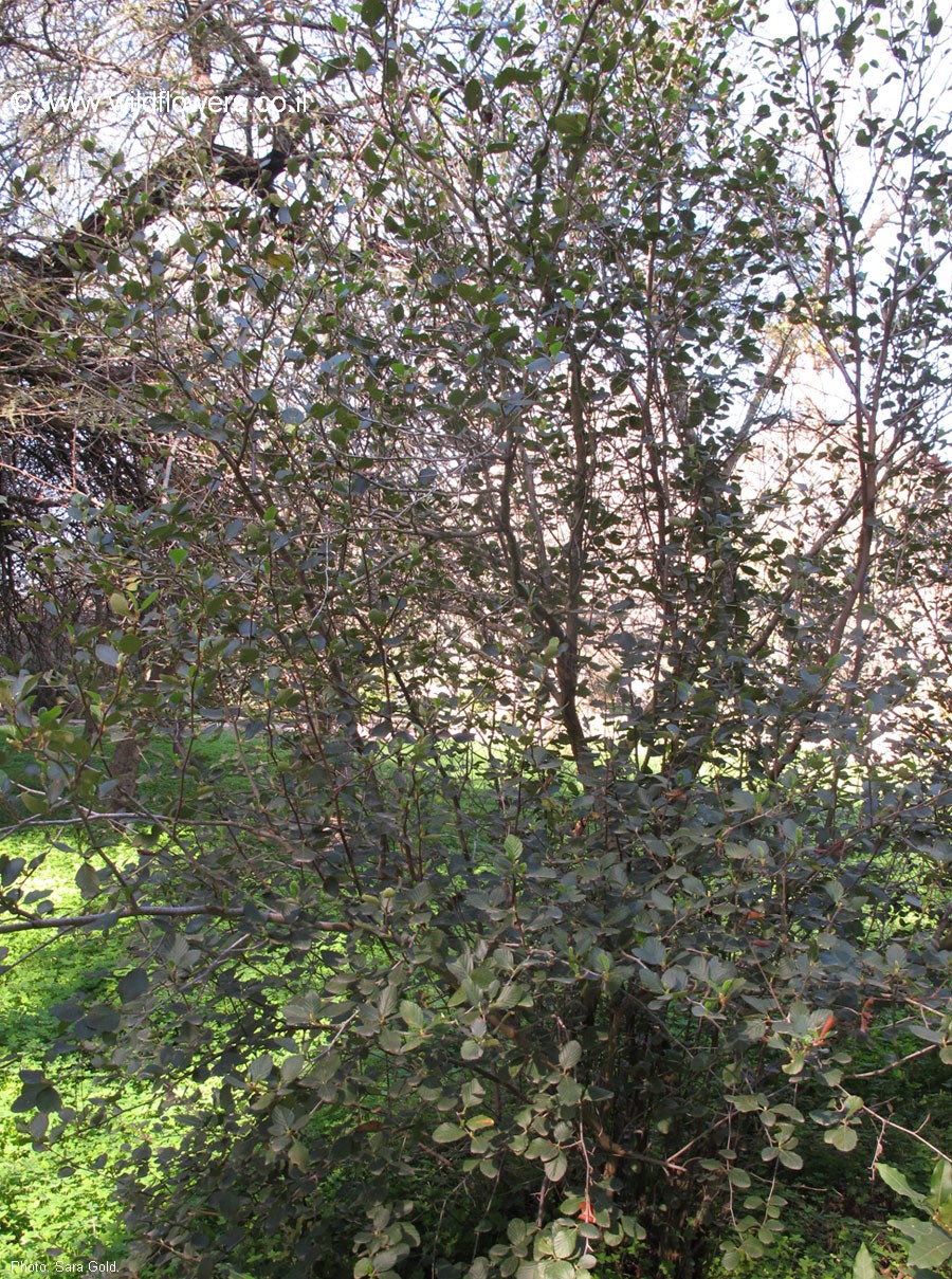 Cercocarpus traskiae