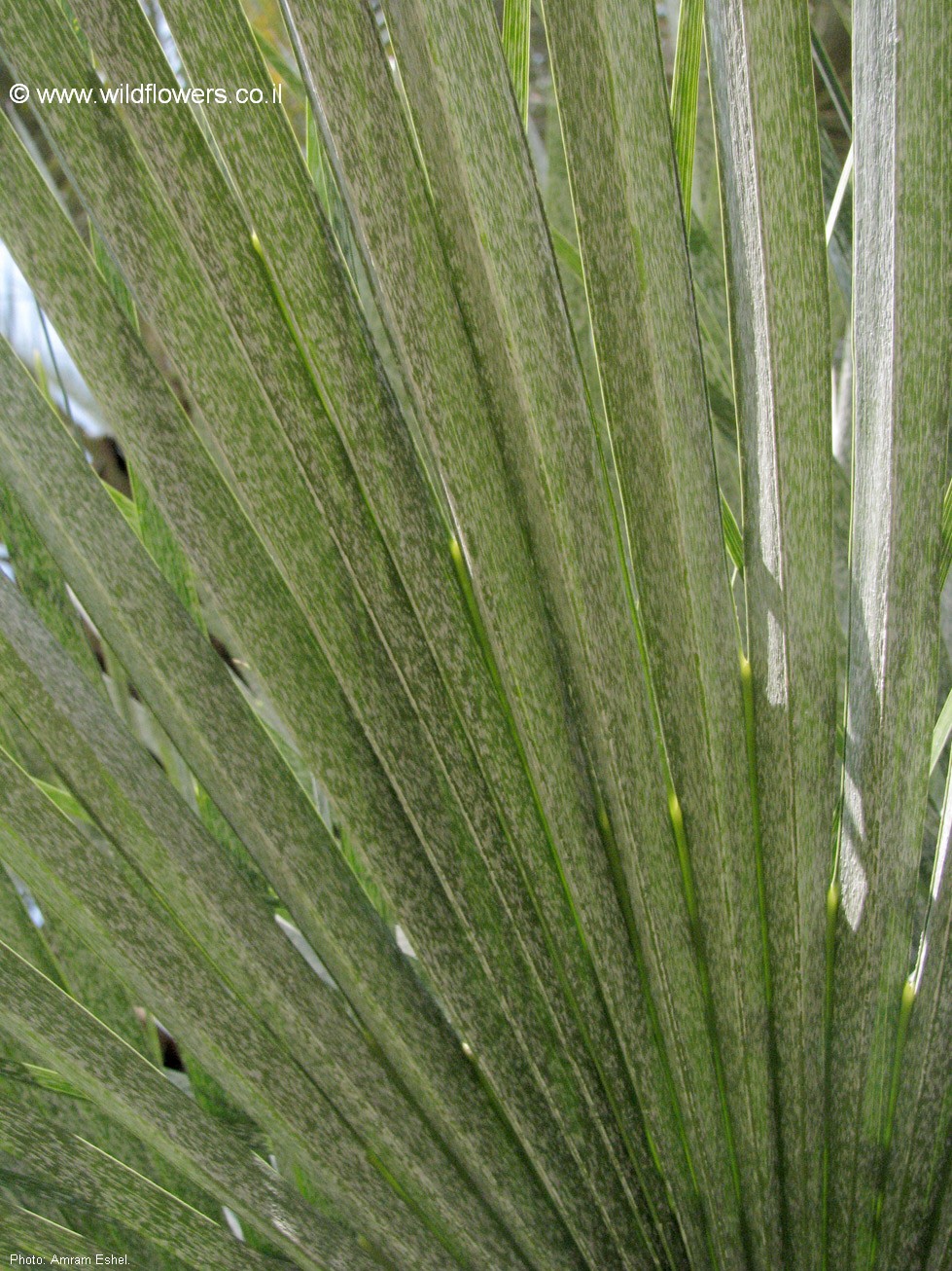 Chamaerops humilis