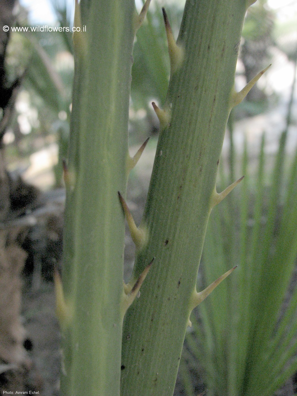 Chamaerops humilis