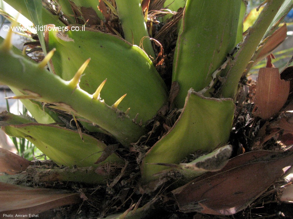 Chamaerops humilis