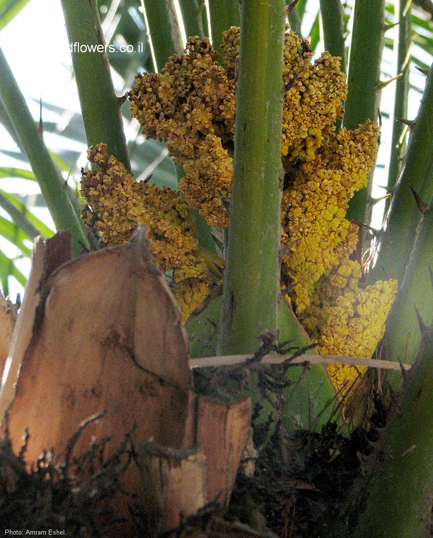 Chamaerops humilis