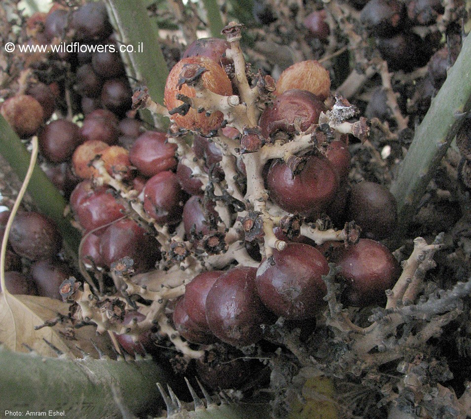 Chamaerops humilis