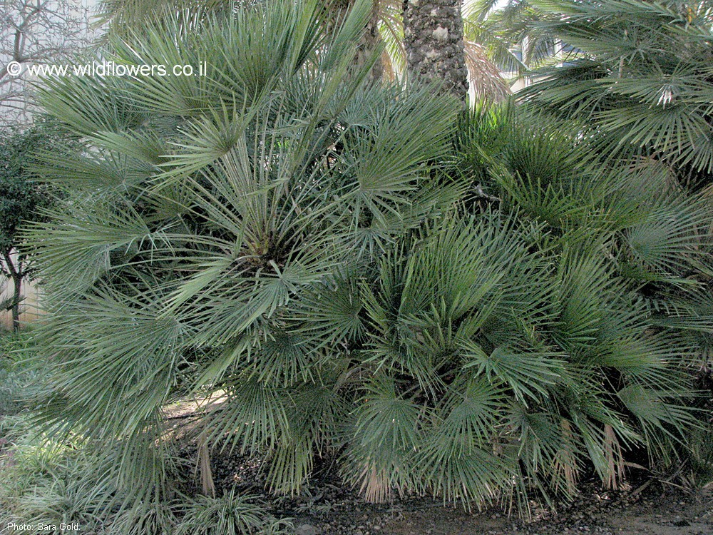 Chamaerops humilis