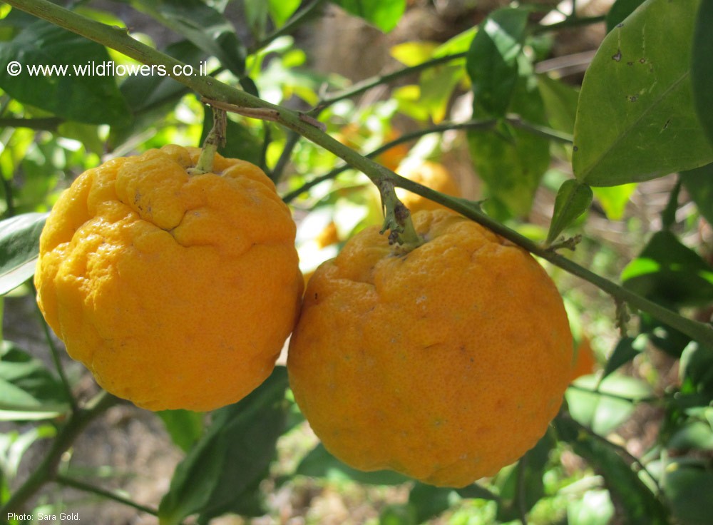 Citrus aurantium