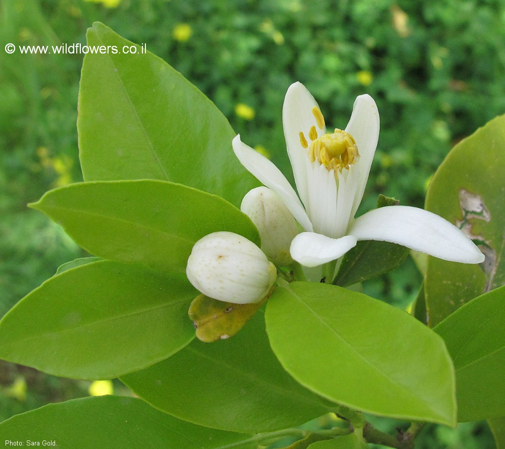 Citrus aurantium