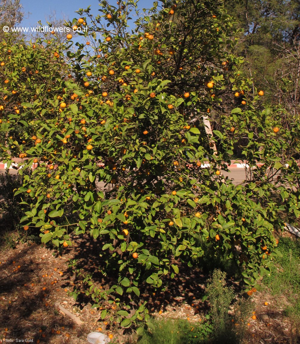 Citrus aurantium