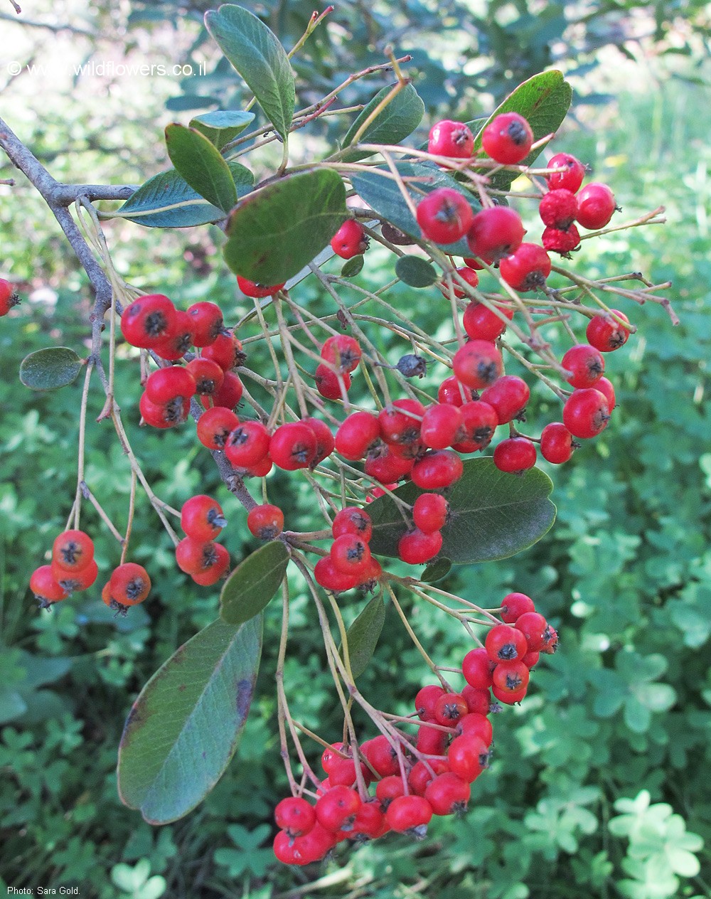 Cotoneaster franchetii