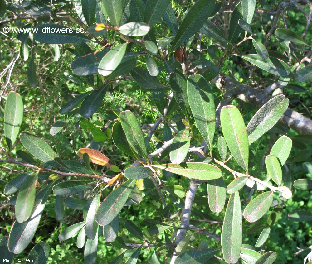 Cotoneaster franchetii