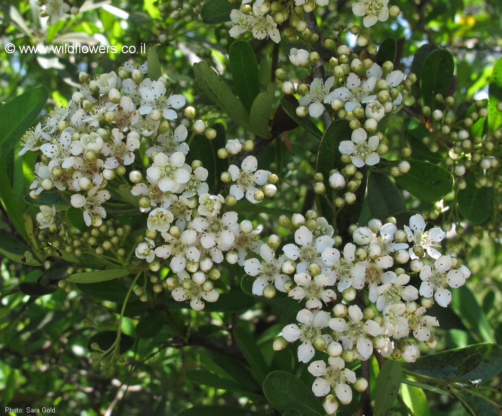 Cotoneaster franchetii