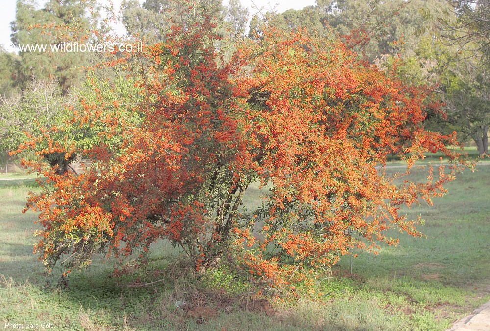 Cotoneaster franchetii