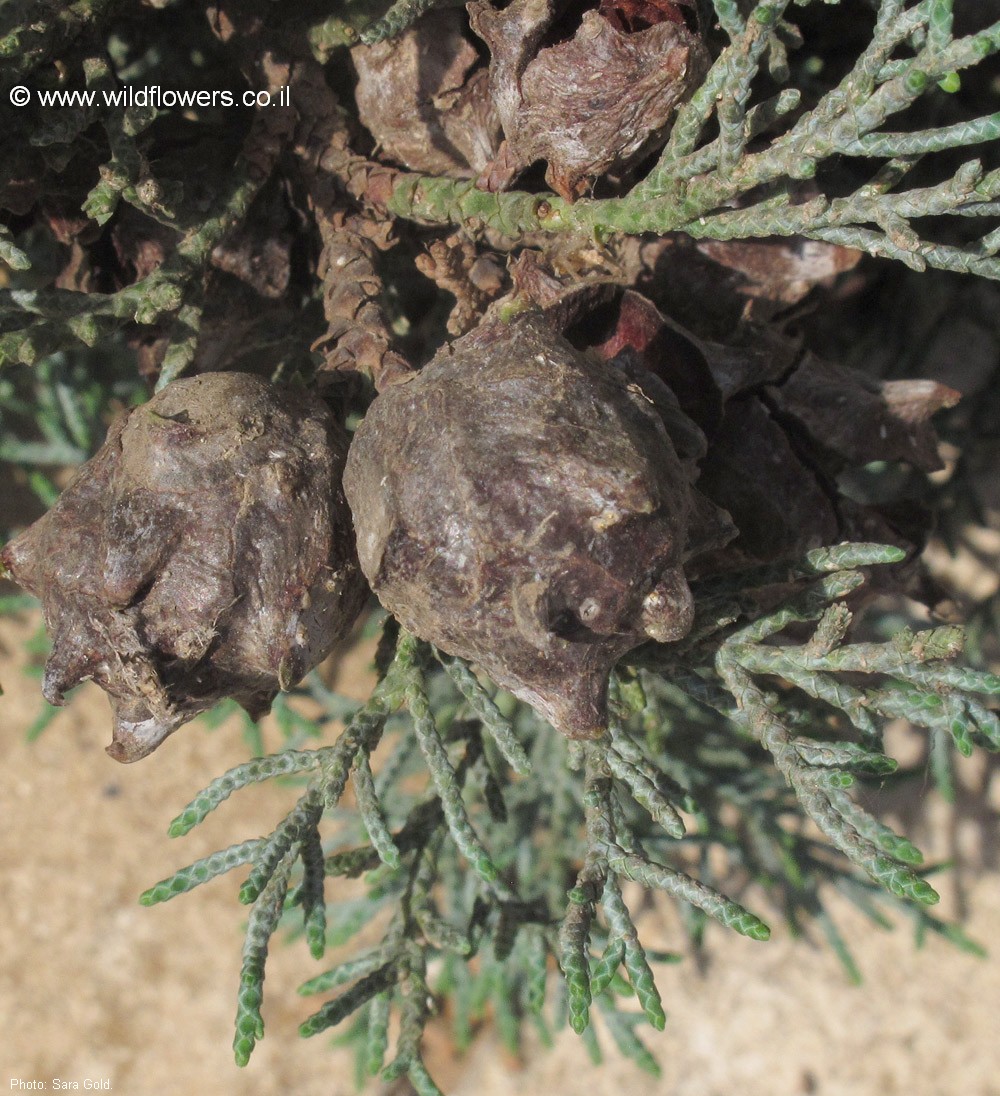 Cupressus arizonica var. glabra