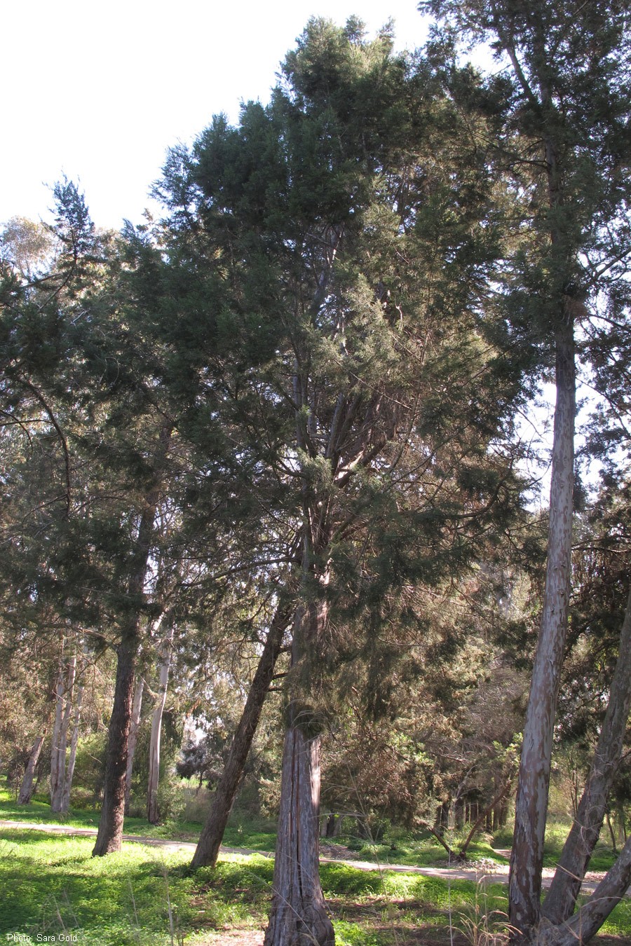 Cupressus forbesii