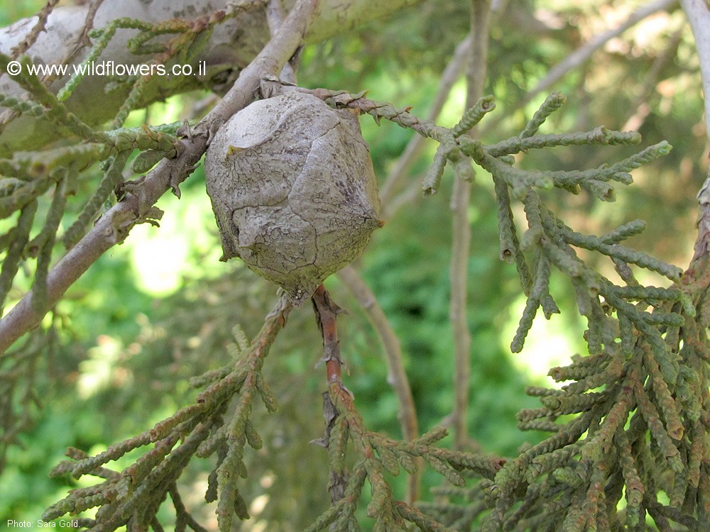 Cupressus forbesii