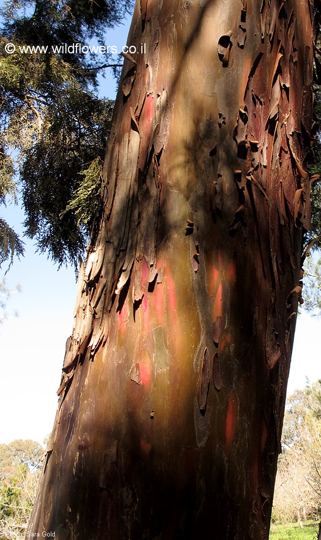 Cupressus forbesii