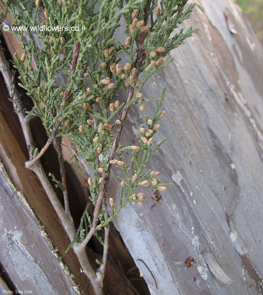 Cupressus forbesii