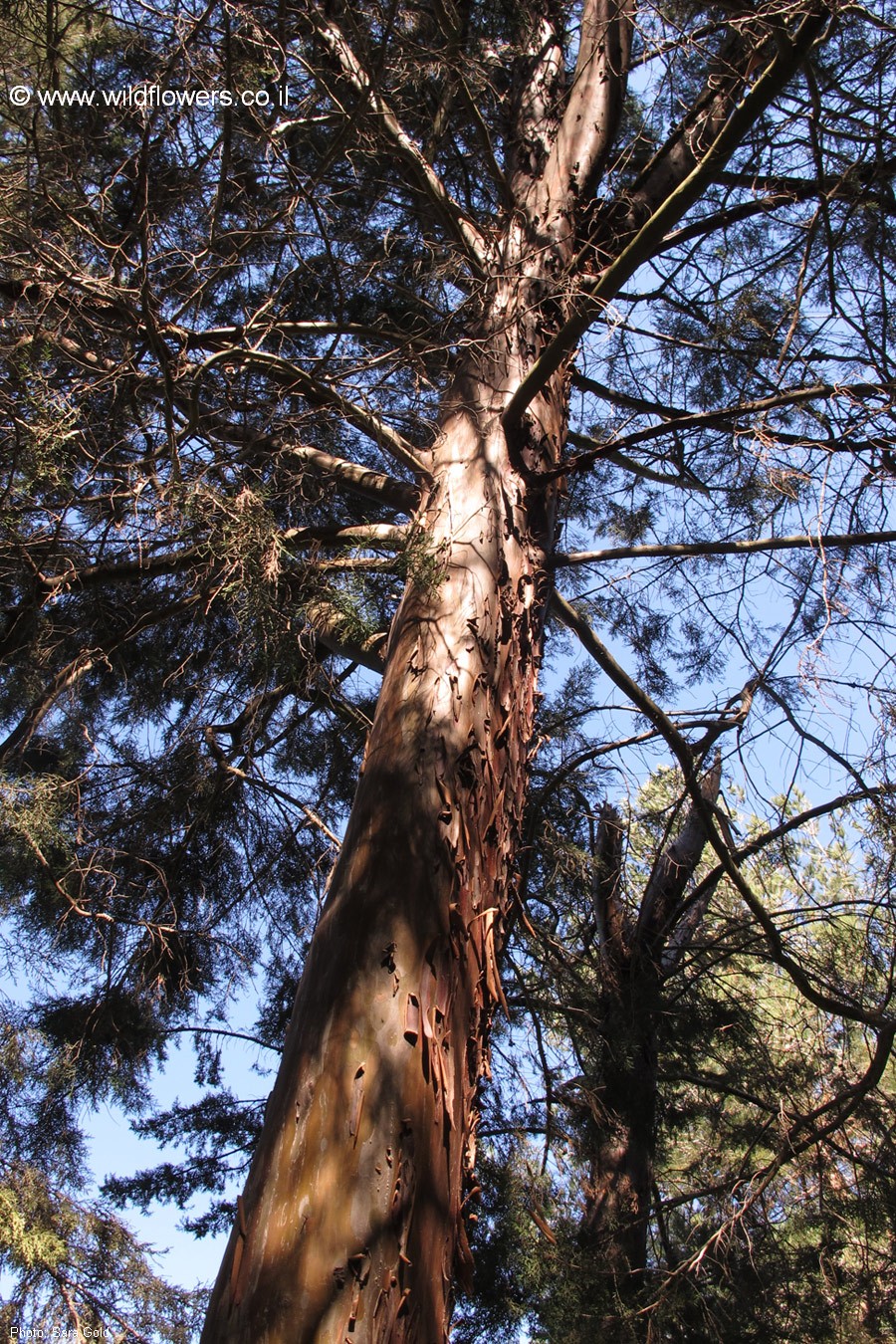 Cupressus forbesii