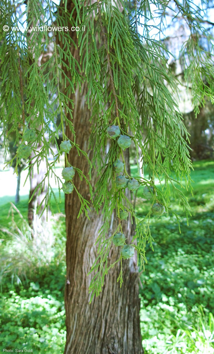 Cupressus funebris