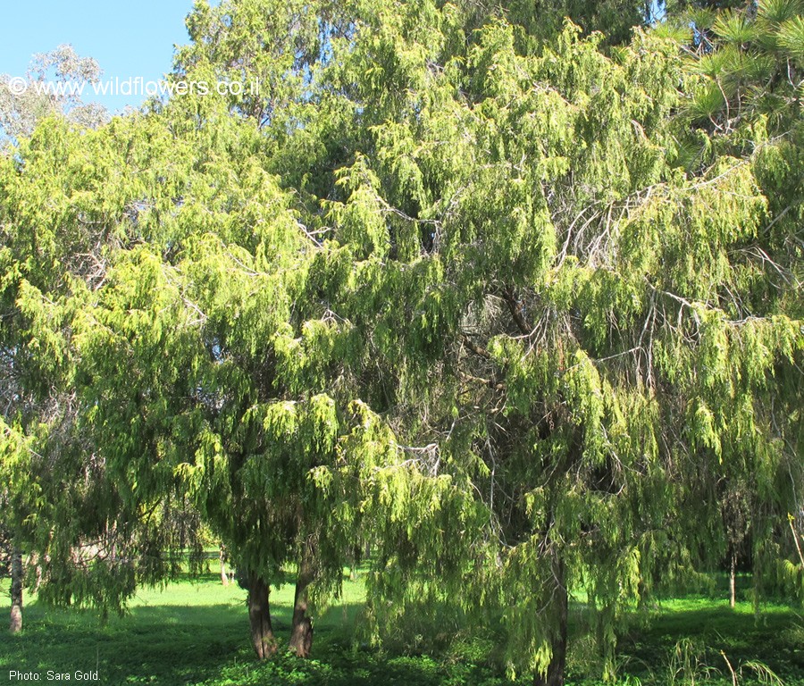 Cupressus funebris