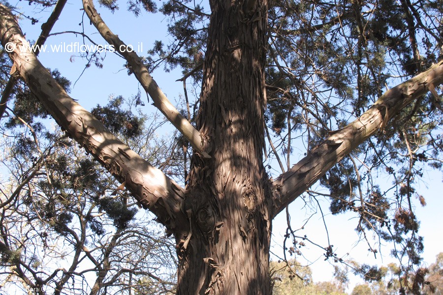 Cupressus lusitanica var. benthamii