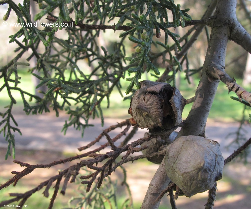 Cupressus lusitanica var. benthamii