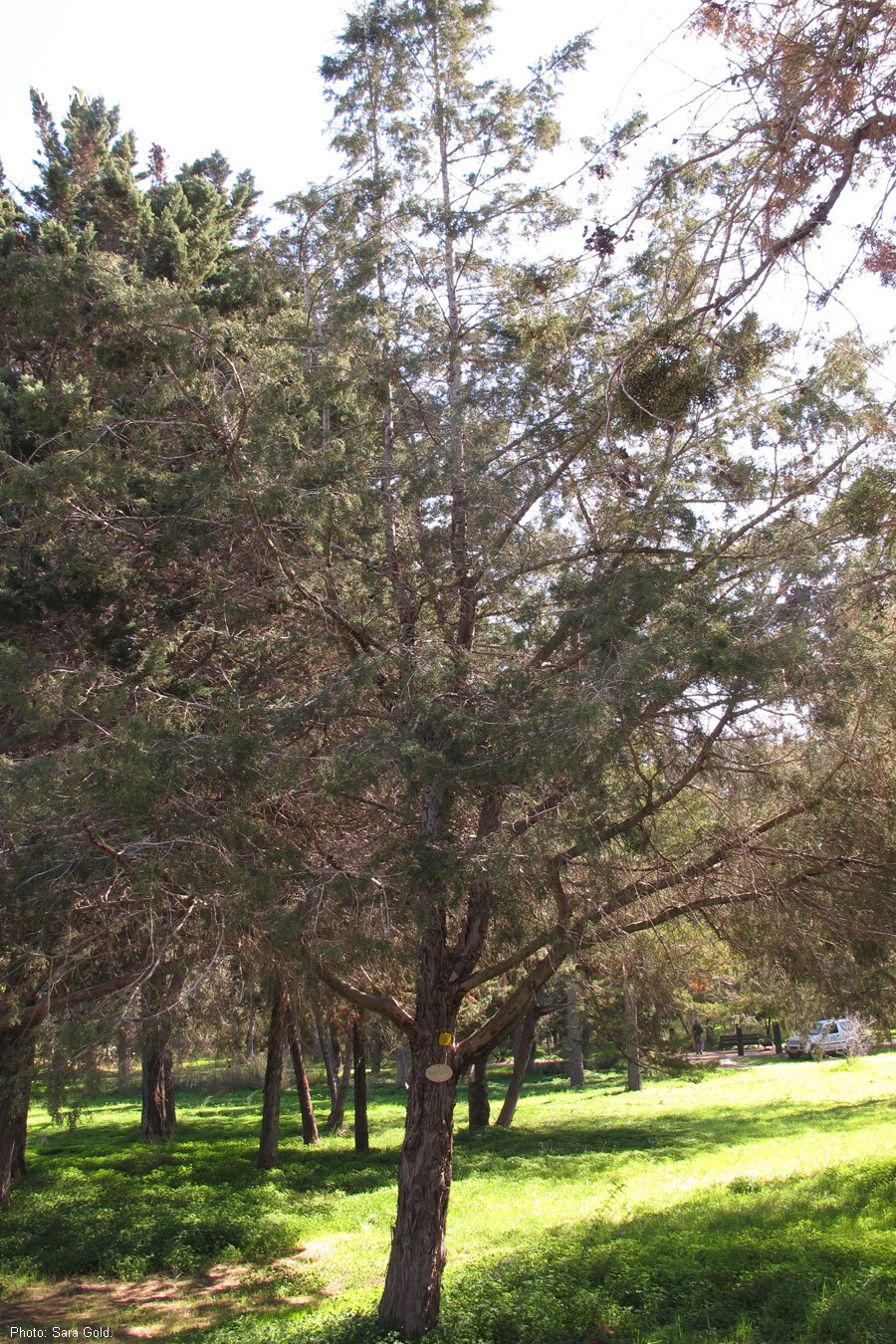 Cupressus lusitanica var. benthamii