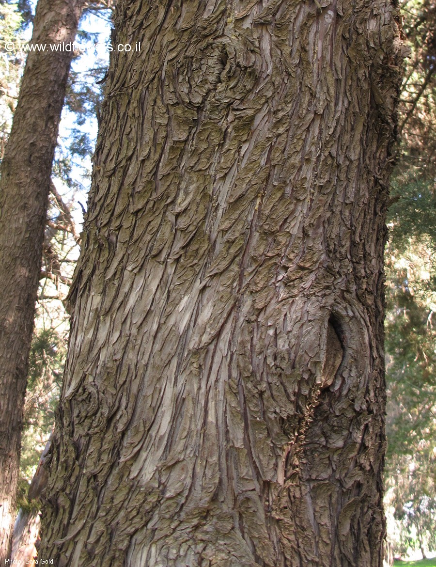 Cupressus lusitanica var. lindleyi