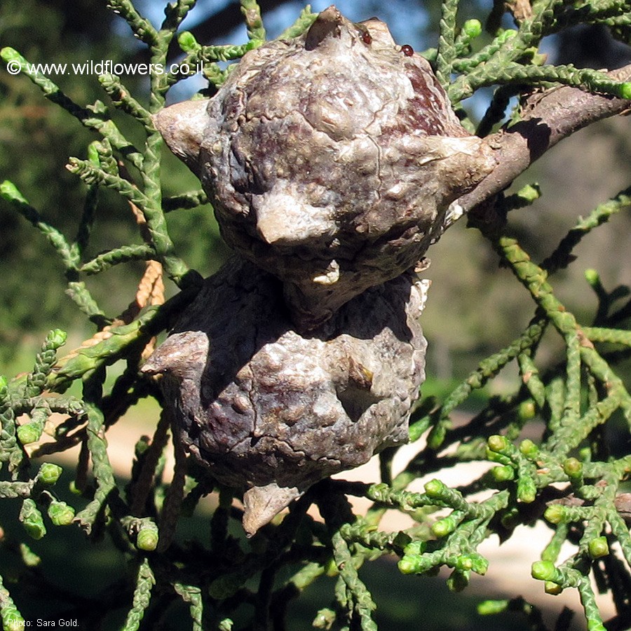 Cupressus macrocarpa