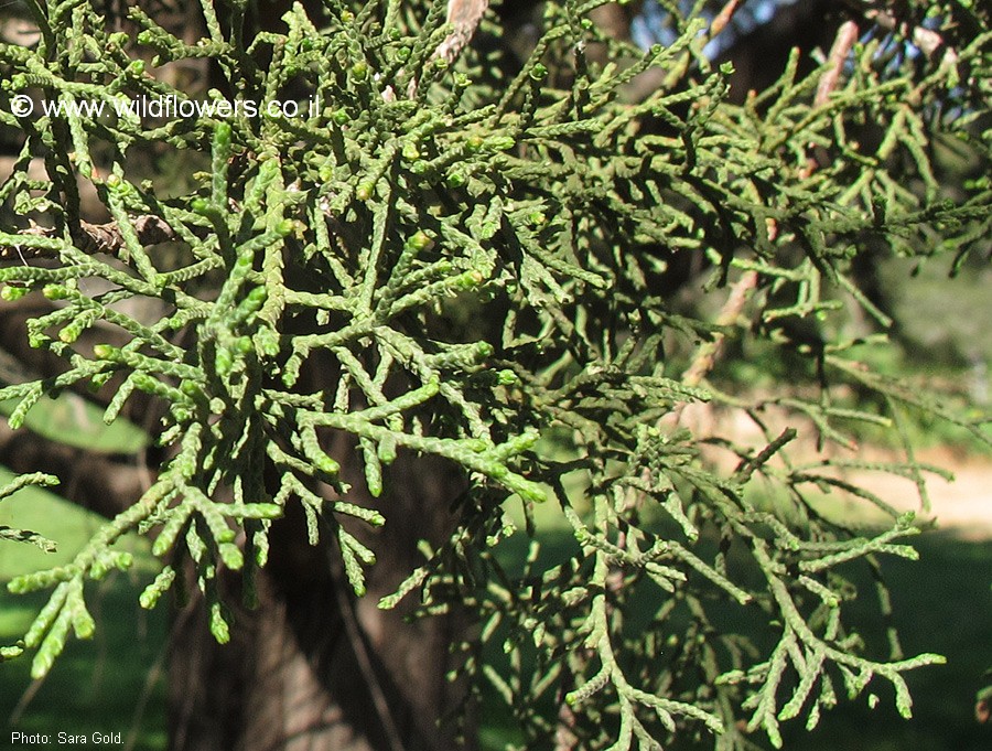 Cupressus macrocarpa