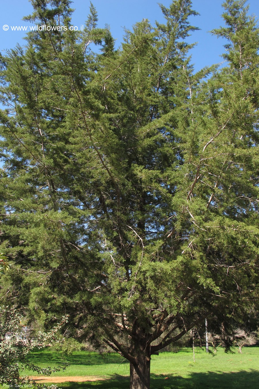 Cupressus macrocarpa