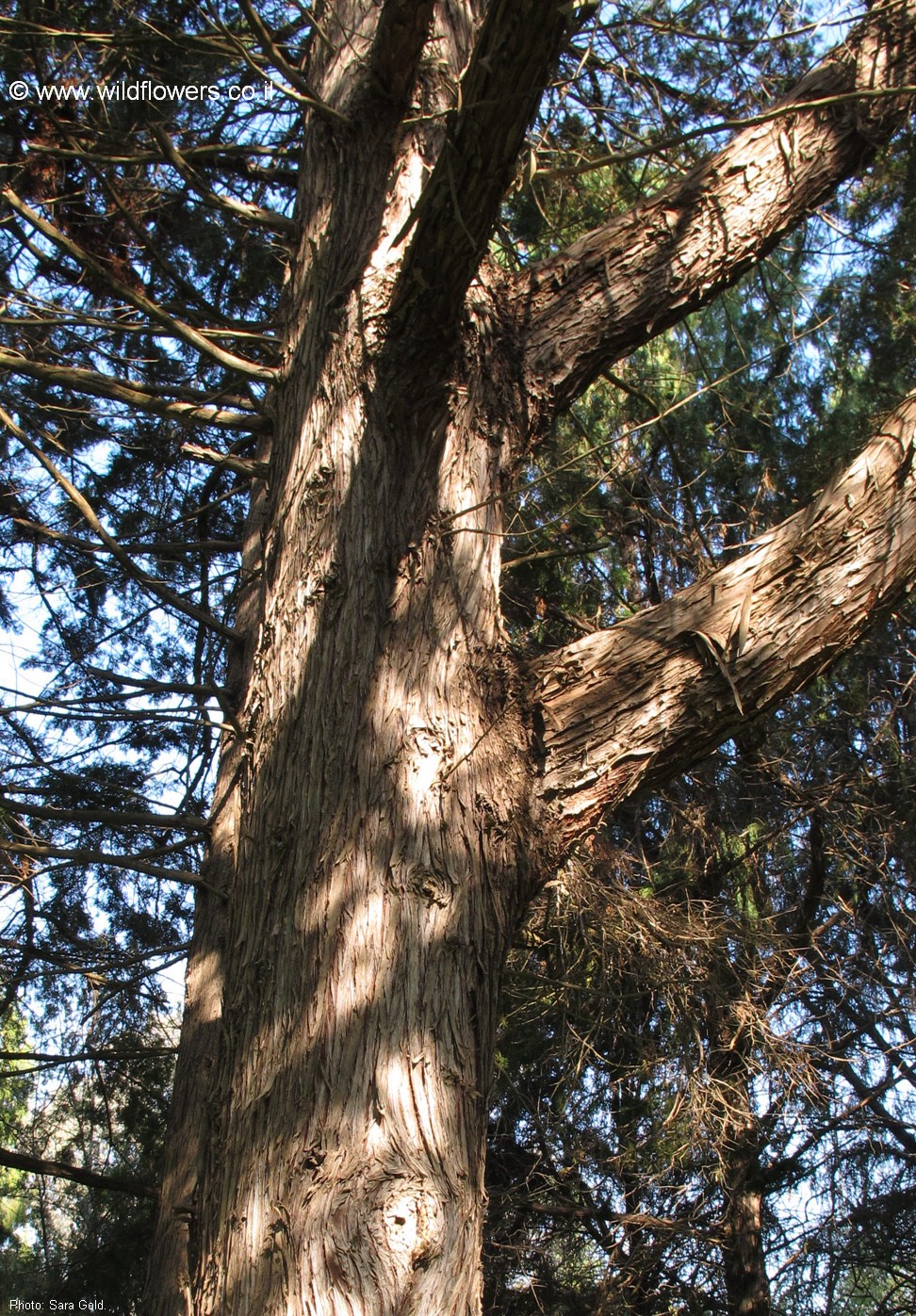 Cupressus torulosa