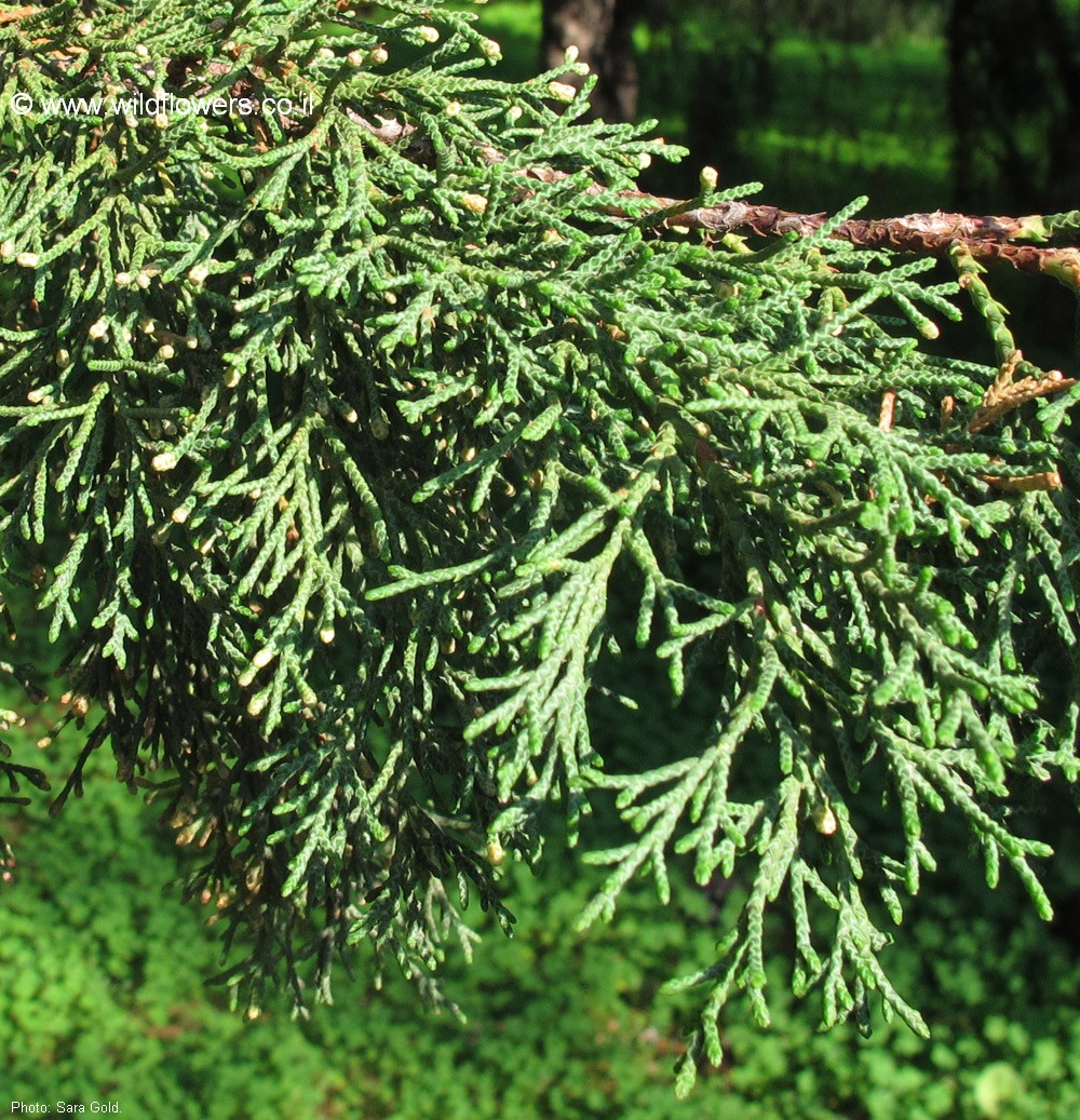 Cupressus torulosa