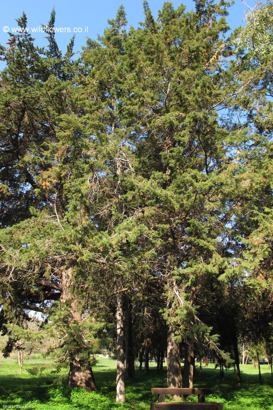Cupressus torulosa