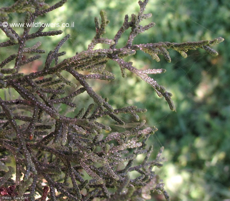 Cupresus arizonica var. nevadensis