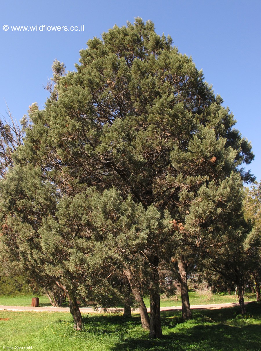 Cupresus arizonica var. nevadensis