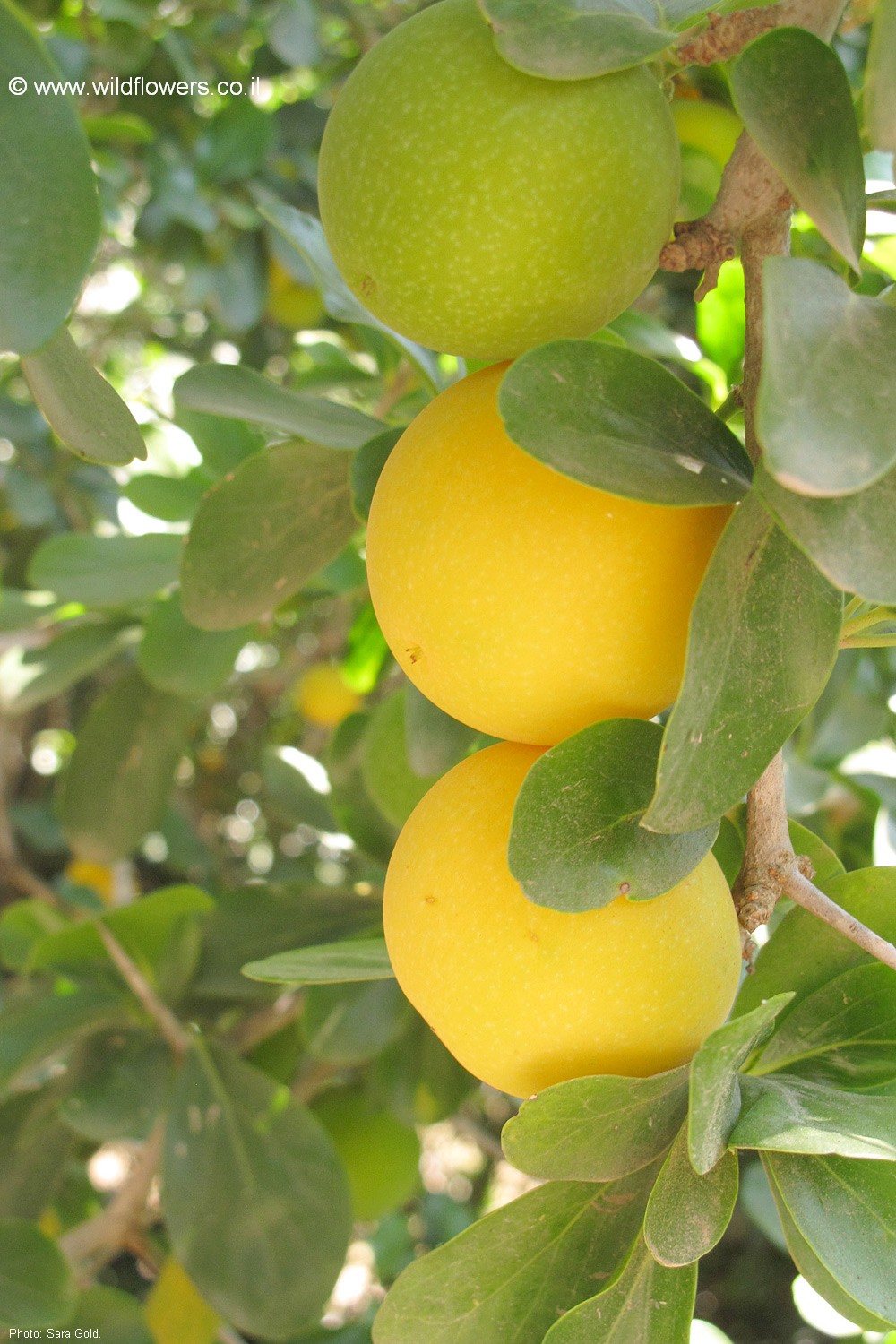 Dovyalis caffra