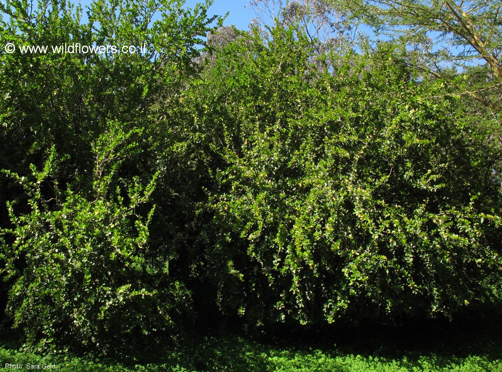 Dovyalis caffra