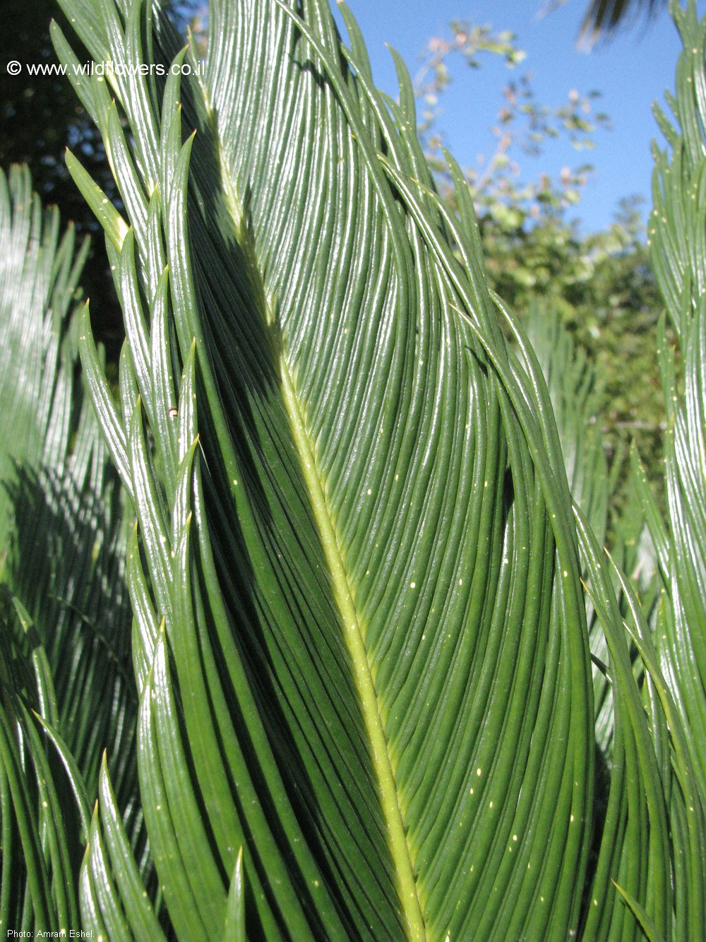 Cycas revoluta