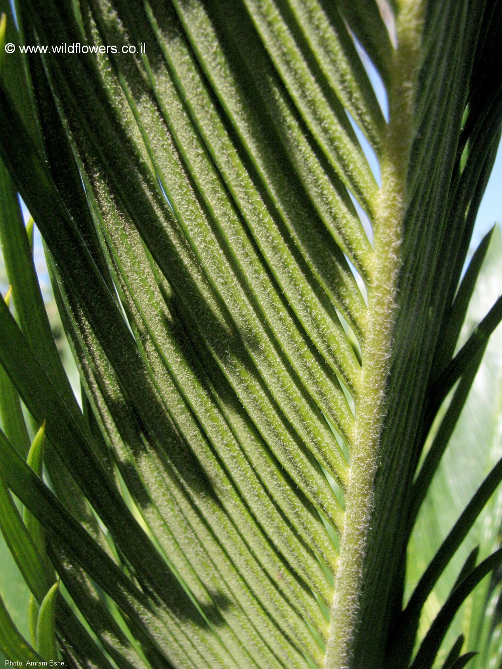 Cycas revoluta