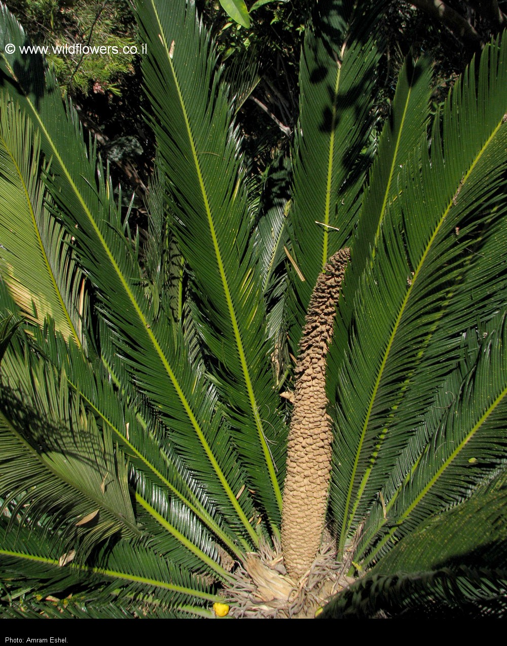 Cycas revoluta
