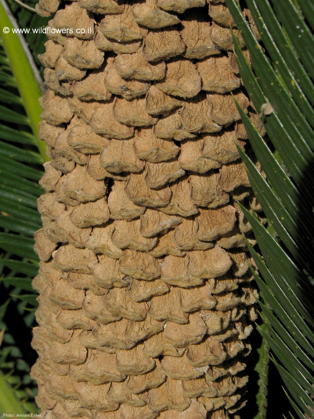 Cycas revoluta