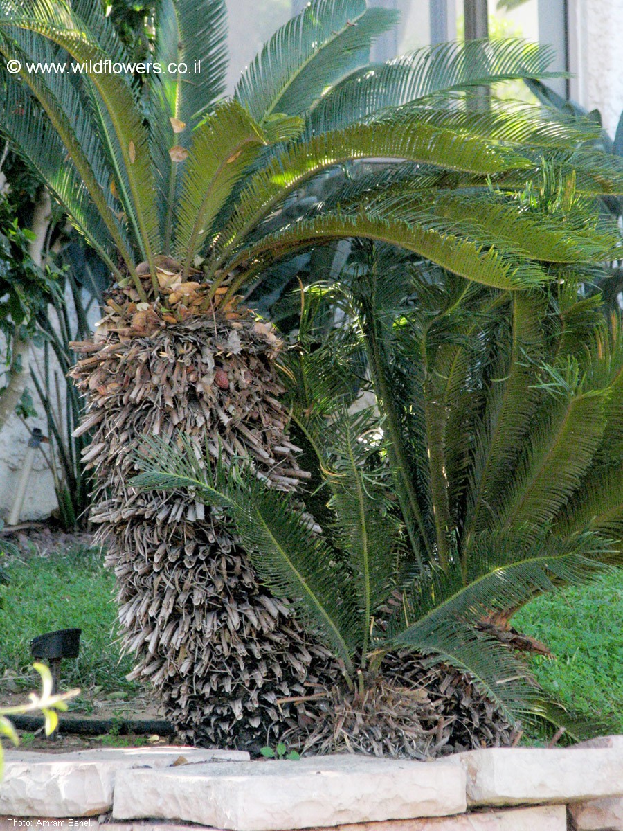 Cycas revoluta