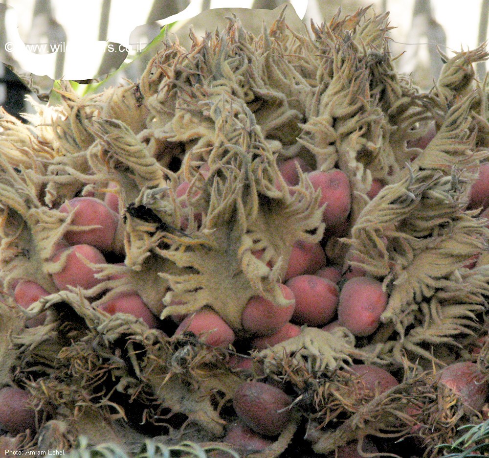Cycas revoluta