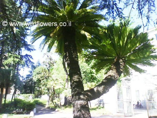 Cycas revoluta