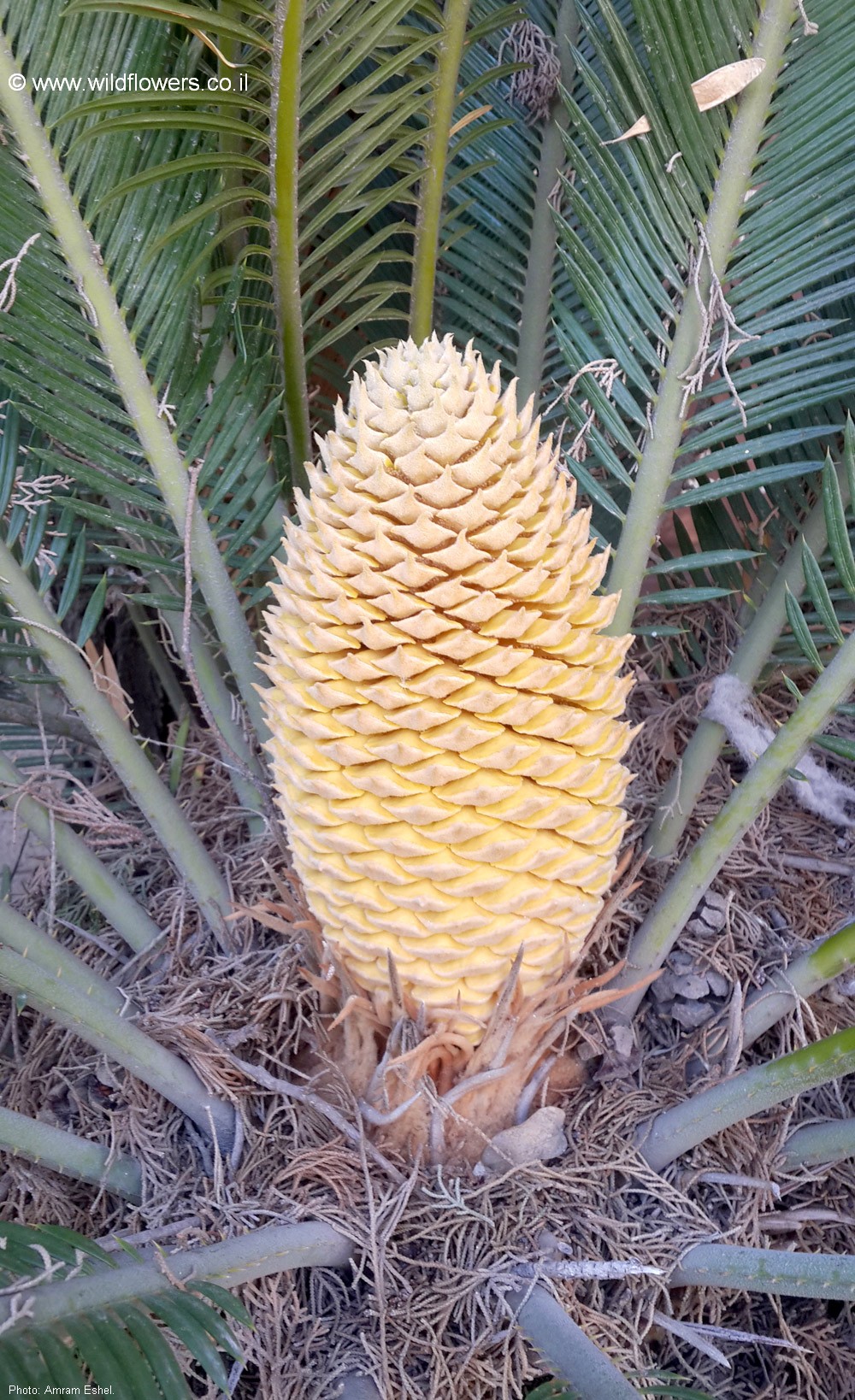 Cycas revoluta
