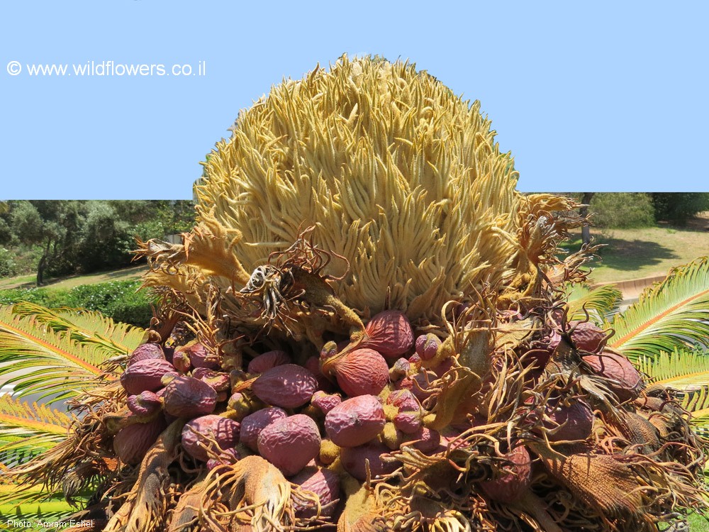 Cycas revoluta