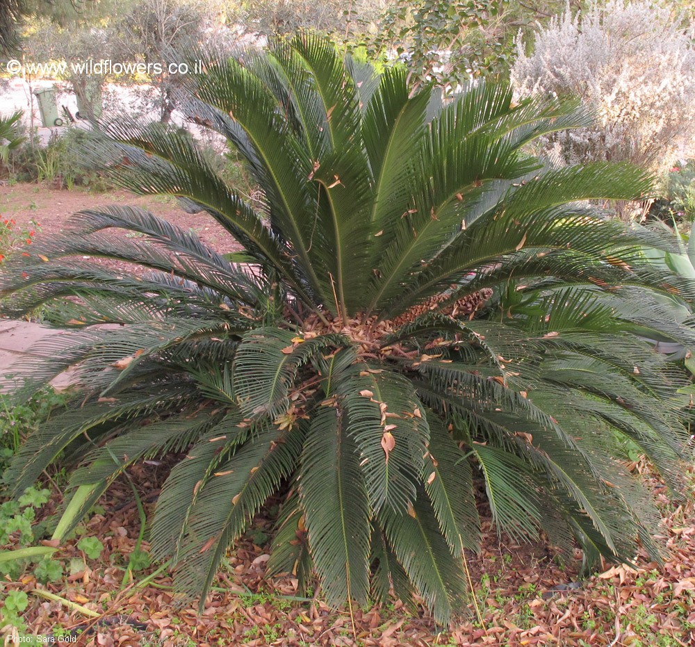 Cycas revoluta